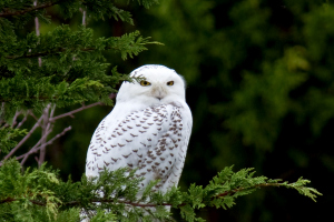 Snowy Owl
